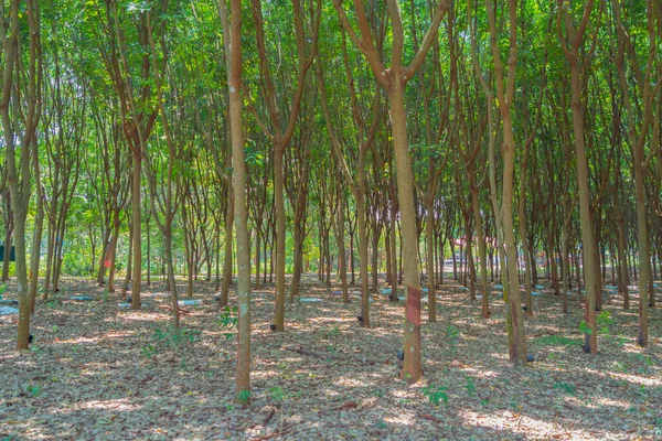 Tunel Drzew Plantacji Gumy Phuket Tajlandia Przez Park Ogrodowy Sezonie — Zdjęcie stockowe