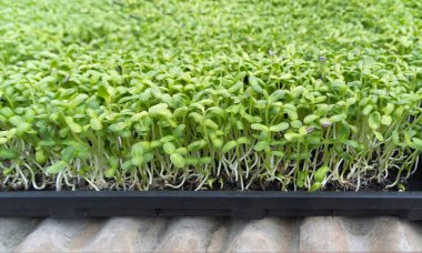 Çiftlikte fasulye tohumu. Organik yiyecekler. sebze