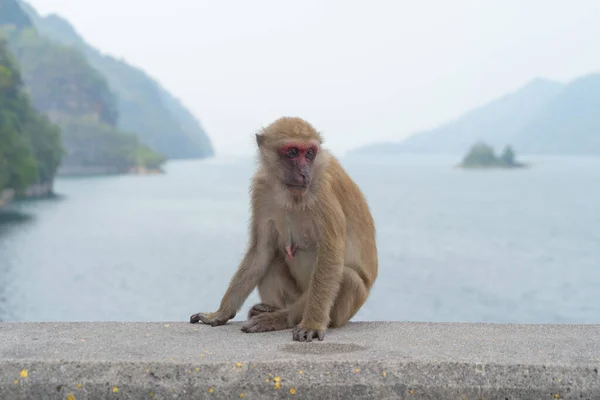 A monkey or Macaque with sea ocean view. Wildlife animal.