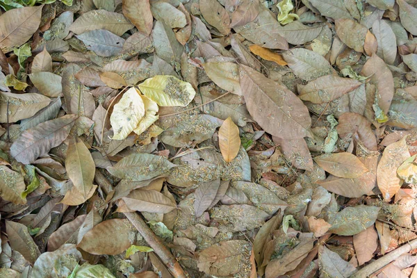 Suché Listí Lesní Půdě Pozadí Sucha Pozadí Přírodní Krajina Dvoře — Stock fotografie