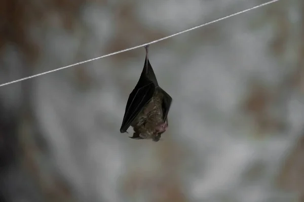 Morcego Caverna Escura Animais Mamíferos — Fotografia de Stock