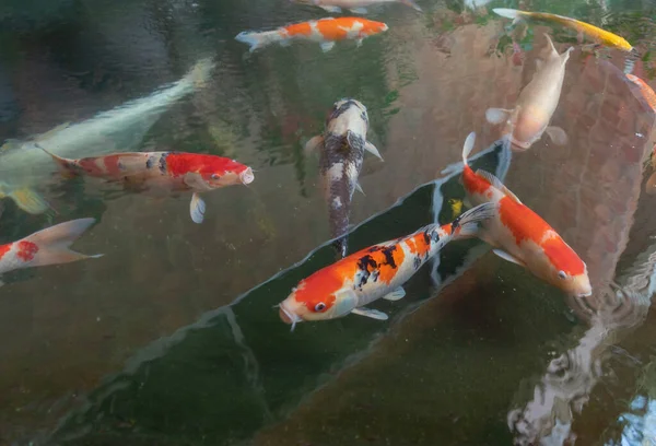 Viele Karpfenfische Teich Oder See Wasseroberfläche Tierische Meeresluft Und Wasser — Stockfoto