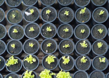 Bir sıra taze çiçek, sebze saksısı, tarımsal alanda bahçe endüstrisi çiftliği. Hidrofonik doğal yiyecek. Ürünler dükkanda.