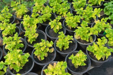 Bir sıra taze çiçek, sebze saksısı, tarımsal alanda bahçe endüstrisi çiftliği. Hidrofonik doğal yiyecek. Ürünler dükkanda.