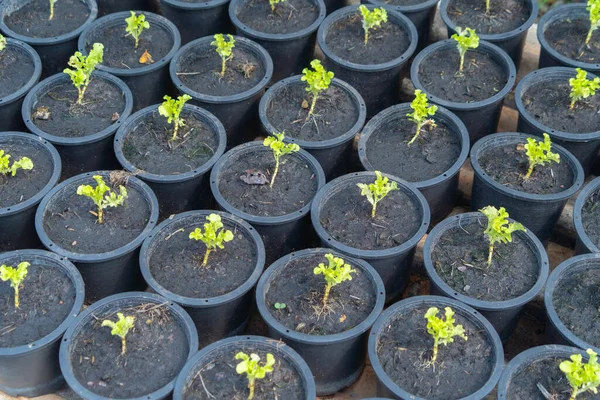 Reihe Von Gemüsepflanzentöpfen Mit Frischen Blumen Gartenbaubetrieb Argricuture Konzept Natürliche — Stockfoto