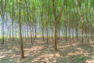 Tayland 'daki kauçuk tarlasında ağaç tüneli. Yaz mevsiminde bahçe parkında. Doğa manzarası arka planı