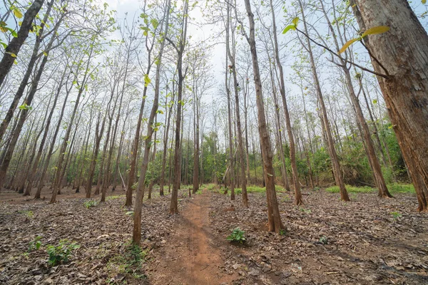 Alagút Gumi Ültetvényen Thaiföldön Nyári Szezonban Végig Kerti Parkon Természet — Stock Fotó