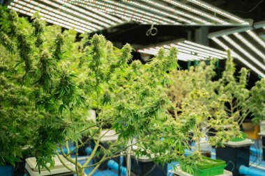 Marihuana, kenevir ya da kenevir bitkisi tarım laboratuarından çıkar. Teknoloji laboratuarındaki organik ürün tıbbi, sağlık hizmetleri, araştırma konsepti. Doğal yiyecekler. Ganja