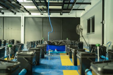 Marihuana, kenevir ya da kenevir bitkisi tarım laboratuarından çıkar. Teknoloji laboratuarındaki organik ürün tıbbi, sağlık hizmetleri, araştırma konsepti. Doğal yiyecekler. Ganja