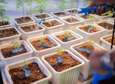 Marijuana, hemp or cannabis plant leaves farm lab. Organic product in laboratory in technology medical, healthcare, research concept. Natural food. Ganja