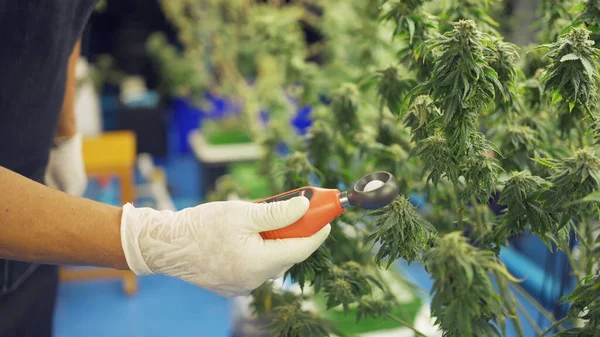 Marijuana Hemp Cannabis Plant Leaves Farm Lab Organic Product Laboratory — Foto de Stock