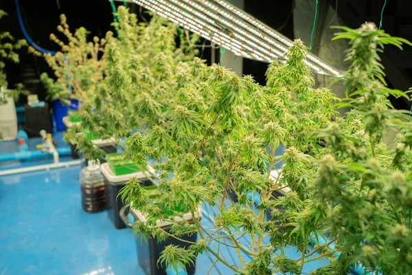 Marihuana Hennep Cannabis Plant Verlaat Boerderij Lab Organisch Product Laboratorium — Stockfoto