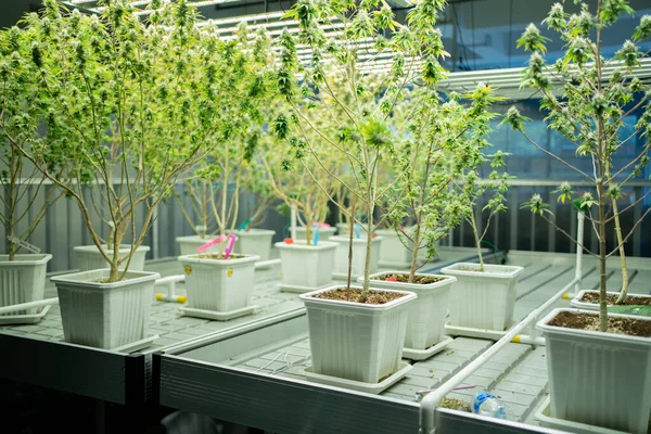 Marijuana Hemp Cannabis Plant Leaves Farm Lab Organic Product Laboratory — Φωτογραφία Αρχείου