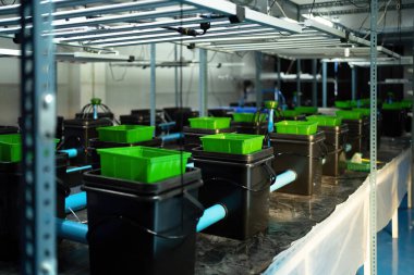 Marihuana, kenevir ya da kenevir bitkisi tarım laboratuarından çıkar. Teknoloji laboratuarındaki organik ürün tıbbi, sağlık hizmetleri, araştırma konsepti. Doğal yiyecekler. Ganja