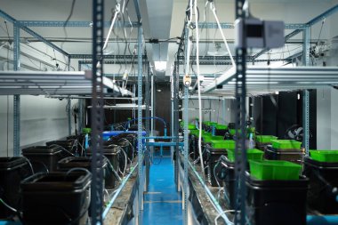 Marihuana, kenevir ya da kenevir bitkisi tarım laboratuarından çıkar. Teknoloji laboratuarındaki organik ürün tıbbi, sağlık hizmetleri, araştırma konsepti. Doğal yiyecekler. Ganja