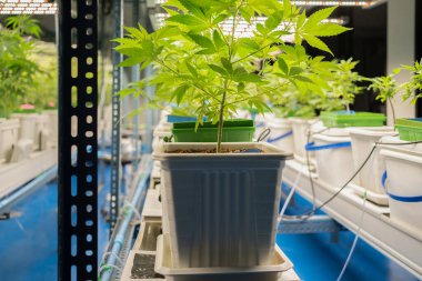 Marihuana, kenevir ya da kenevir bitkisi tarım laboratuarından çıkar. Teknoloji laboratuarındaki organik ürün tıbbi, sağlık hizmetleri, araştırma konsepti. Doğal yiyecekler. Ganja