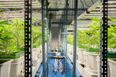 Marihuana, kenevir ya da kenevir bitkisi tarım laboratuarından çıkar. Teknoloji laboratuarındaki organik ürün tıbbi, sağlık hizmetleri, araştırma konsepti. Doğal yiyecekler. Ganja