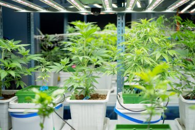 Marihuana, kenevir ya da kenevir bitkisi tarım laboratuarından çıkar. Teknoloji laboratuarındaki organik ürün tıbbi, sağlık hizmetleri, araştırma konsepti. Doğal yiyecekler. Ganja