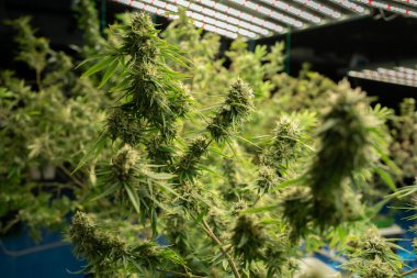 Marihuana, kenevir ya da kenevir bitkisi tarım laboratuarından çıkar. Teknoloji laboratuarındaki organik ürün tıbbi, sağlık hizmetleri, araştırma konsepti. Doğal yiyecekler. Ganja