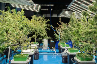 Marihuana, kenevir ya da kenevir bitkisi tarım laboratuarından çıkar. Teknoloji laboratuarındaki organik ürün tıbbi, sağlık hizmetleri, araştırma konsepti. Doğal yiyecekler. Ganja