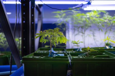 Marihuana, kenevir ya da kenevir bitkisi tarım laboratuarından çıkar. Teknoloji laboratuarındaki organik ürün tıbbi, sağlık hizmetleri, araştırma konsepti. Doğal yiyecekler. Ganja