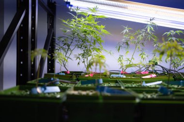 Marihuana, kenevir ya da kenevir bitkisi tarım laboratuarından çıkar. Teknoloji laboratuarındaki organik ürün tıbbi, sağlık hizmetleri, araştırma konsepti. Doğal yiyecekler. Ganja