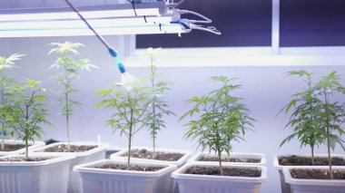 Marijuana, hemp or cannabis plant leaves farm lab. Organic product in laboratory in technology medical, healthcare, research concept. Natural food. Ganja