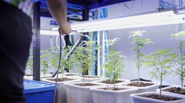 Marijuana, hemp or cannabis plant leaves farm lab. Organic product in laboratory in technology medical, healthcare, research concept. Natural food. Ganja