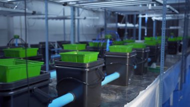 Marihuana, kenevir ya da kenevir bitkisi tarım laboratuarından çıkar. Teknoloji laboratuarındaki organik ürün tıbbi, sağlık hizmetleri, araştırma konsepti. Doğal yiyecekler. Ganja