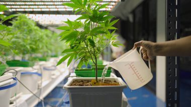 Marijuana, hemp or cannabis plant leaves farm lab. Organic product in laboratory in technology medical, healthcare, research concept. Natural food. Ganja