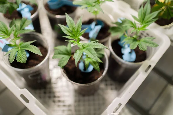 Marijuana Hemp Cannabis Plant Leaves Farm Lab Organic Product Laboratory —  Fotos de Stock