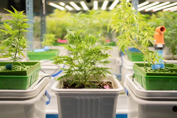 Marijuana Hemp Cannabis Plant Leaves Farm Lab Organic Product Laboratory — Φωτογραφία Αρχείου