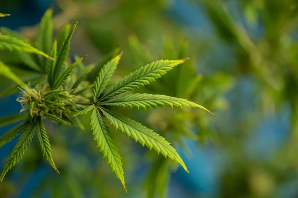 Marijuana Hemp Cannabis Plant Leaves Farm Lab Organic Product Laboratory —  Fotos de Stock