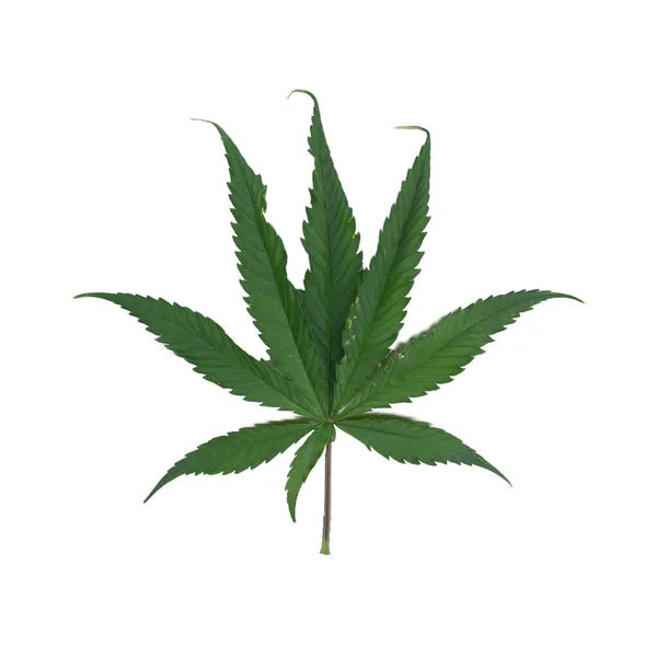 Marijuana Hemp Cannabis Plant Leaves Farm Lab Isolated White Organic — Fotografia de Stock