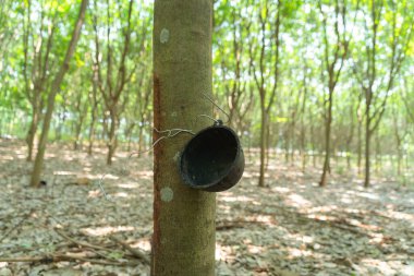 Tayland 'daki kauçuk tarlasında ağaç tüneli. Yaz mevsiminde bahçe parkında. Doğa manzarası arka planı