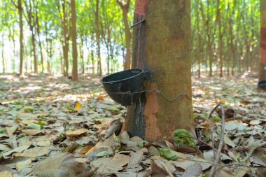 Tayland 'daki kauçuk tarlasında ağaç tüneli. Yaz mevsiminde bahçe parkında. Doğa manzarası arka planı