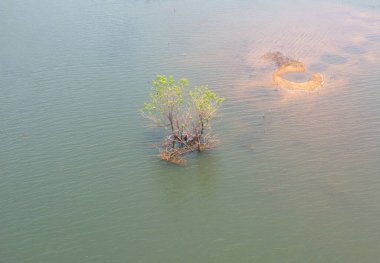 Tayland 'ın Kanchanaburi bölgesinde yaz mevsiminde tropikal ormanlardaki yalnız ağaçlar, nehir veya göl manzarası. Doğal manzara arka planı.