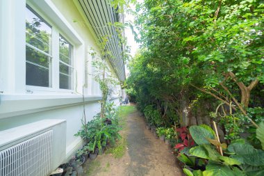 Evdeki ya da evdeki bahçe parkındaki yeşil sebze saksısı yaprakları. Dekorasyon arka planı için dış doğal malzeme