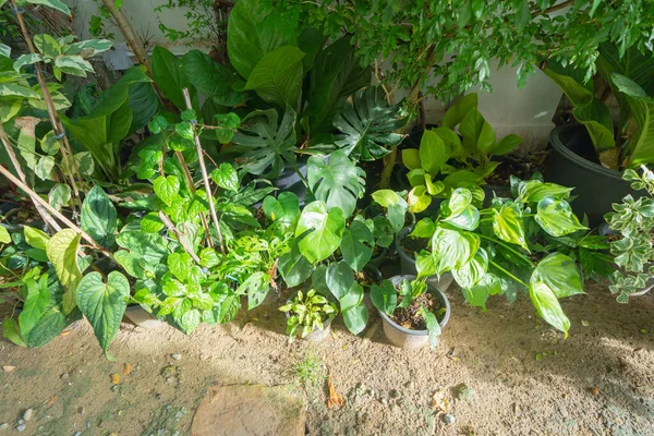 Zöld Háztartási Növényi Fazekak Levelek Fák Kertjében Otthon Vagy Házban — Stock Fotó