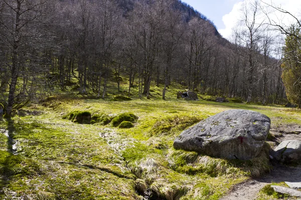 Pohádkový les v Norsku — Stock fotografie