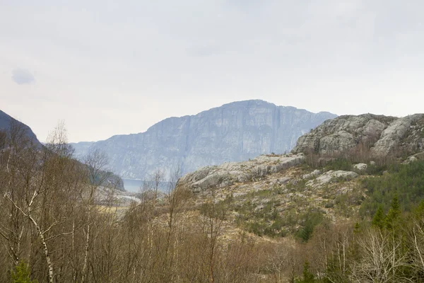 Wald in der Nähe von Fjord in Norwegen — Stockfoto