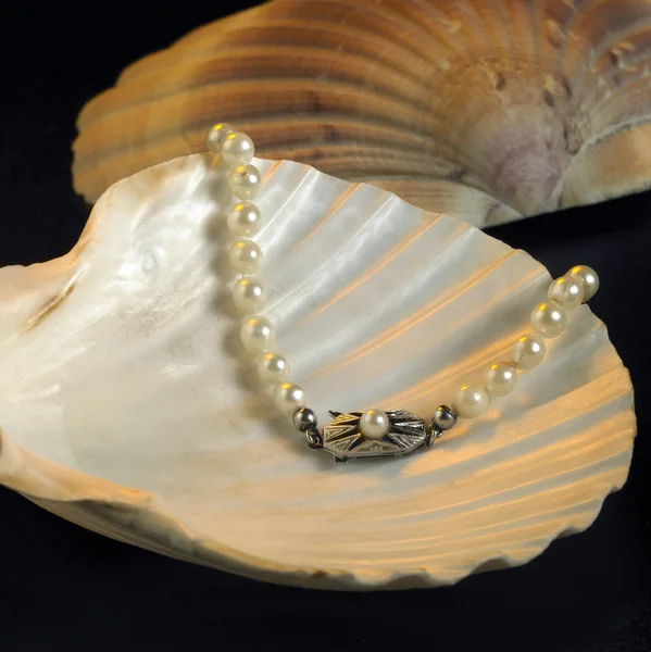 Mušle a perlový náhrdelník Stock Snímky