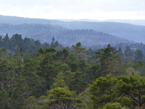 Vista sobre a floresta de coníferas — Fotografia de Stock