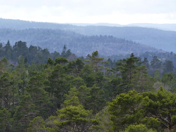 Uitzicht over conifer bos Stockfoto