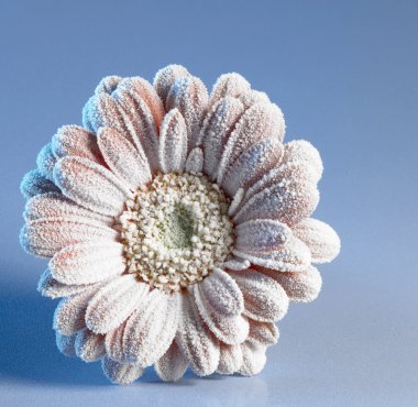 iced gerbera flower clipart