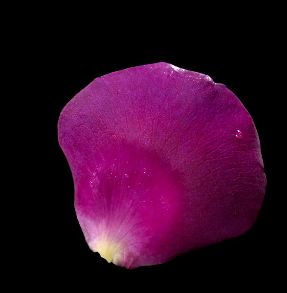 Violet rose petal — Stock Photo, Image