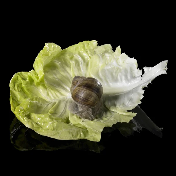 Macica ślimak na liść świeżej sałaty zielonej — Zdjęcie stockowe