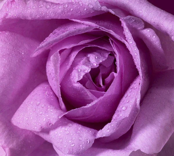 Wet rose flower closeup — Stock Photo, Image