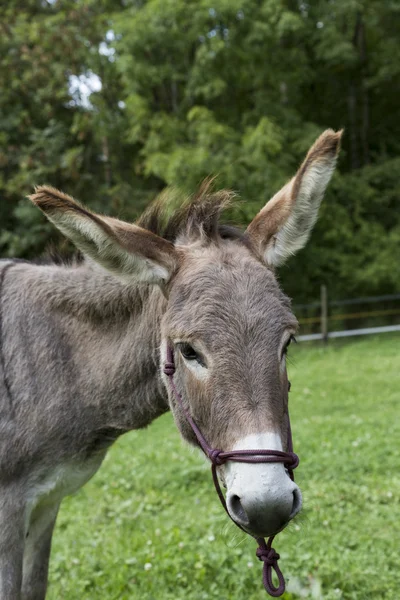 Head of single brown donkey outdoors — Stock Photo, Image