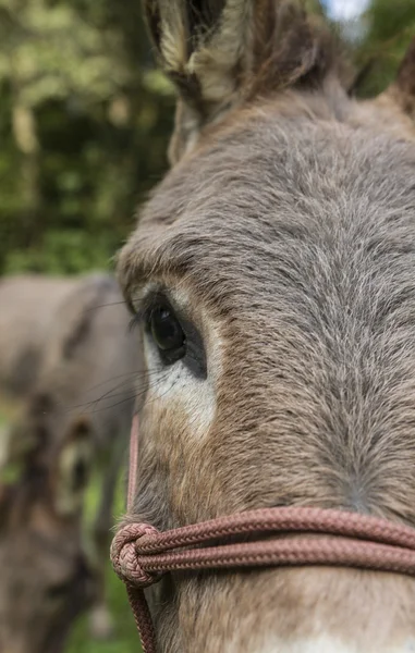 Detail of donkey outdoors — Stock Photo, Image